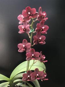 Phalaenopsis Mei-Shuai Black Bird