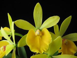 Epicattleya Painted Hill Star