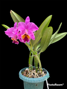 Rhyncholaeliocattleya Newberry Holiday Joy