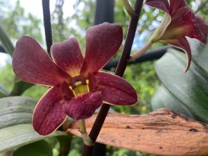 Dendrobium Sampran Brown
