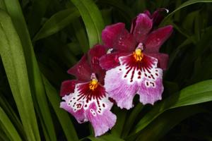 Oncidopsis Autumn Falls