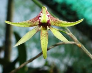 Dendrobium Saboteur