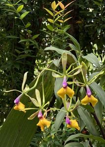 Epicattleya Dark Fire