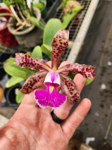 Cattleya Mr Bojangles