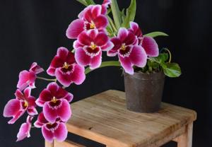 <i>Miltoniopsis</i> Eva's Sumisa Bella