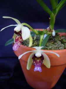 <i>Vandoglossum</i> Hengduan's Stefanie