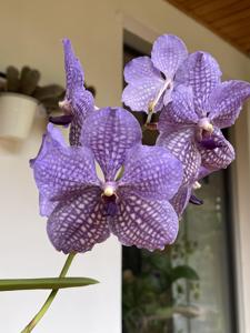 Vanda Somsri Glory