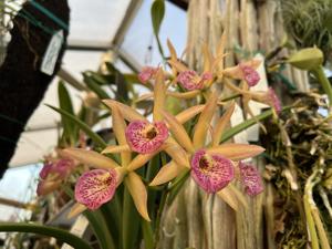 Brassocatanthe Ward Bradeen