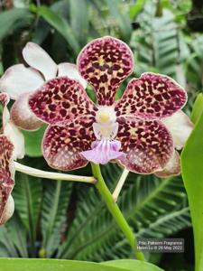 Papilionanda Paksorn Fragrance