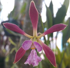 Encyclia Borincana