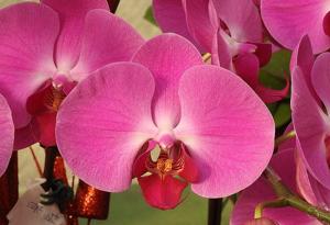 Phalaenopsis HW-7 grex