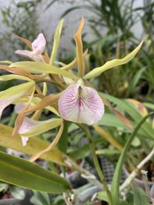 Brassocattleya Owen Leif