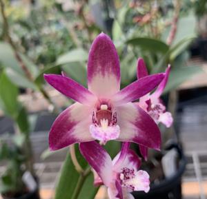 <i>Dendrobium</i> Saigon Victory