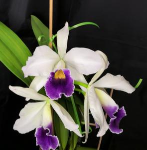 Cattleya Berlin Beauty