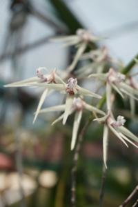 <i>Dendrobium</i> Lallal