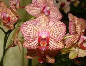 Phalaenopsis OX Lottery