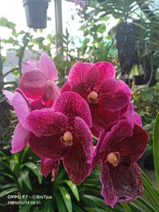 Vanda Puddle Prize