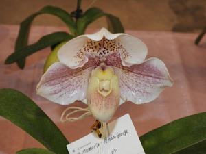 Paphiopedilum Memoria Brenda George