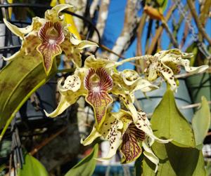 Dendrobium Little Atro