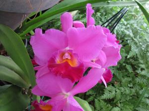 <i>Cattleya</i> Maui Springtime