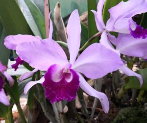 <i>Cattleya</i> Eleanor Roosevelt