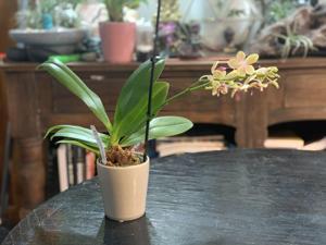 Phalaenopsis Younghome Lucky Star