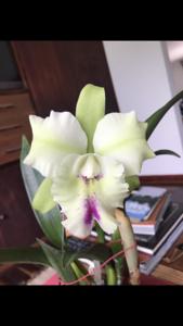 <i>Rhyncholaeliocattleya</i> Eva's Obra de Gracia