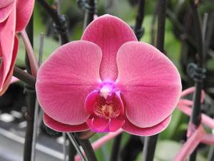 Phalaenopsis OX Golden Apple