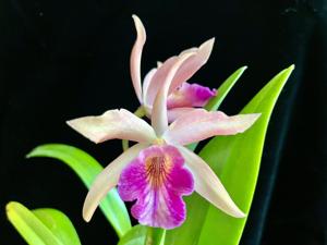 Brassocatanthe Dariel Gonzalez