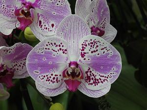 Phalaenopsis Jincheng Mountain Cat
