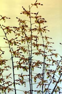 <i>Dendrobium</i> Magenta's Chestnut Twist