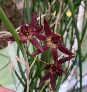 Dendrobium Hot Coals