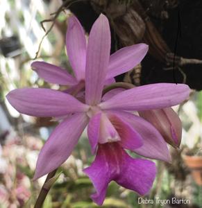 Esperonara Pablo Esperon