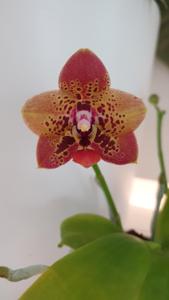 Phalaenopsis Zheng Min Anaconda