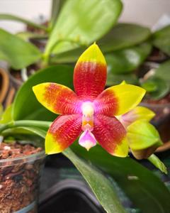 Phalaenopsis Tying Shin Fly Eagle
