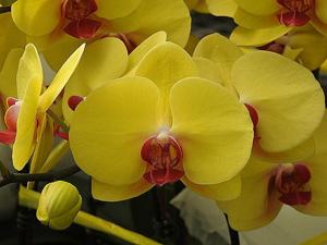 Phalaenopsis Yen Shuai Golden Diamond