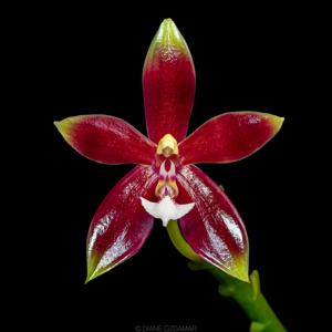 <i>Phalaenopsis</i> Meen Estrella