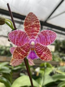 <i>Phalaenopsis</i> Pylo's Giant Luedde