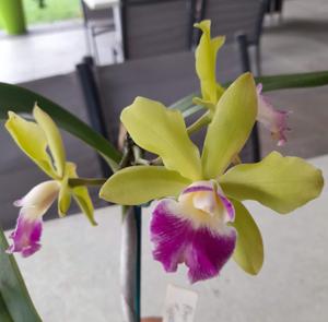 Rhyncatclia Topaz King