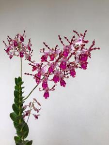Dendrobium S R Nathan