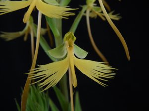 Habenaria Light Wings