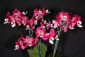 Phalaenopsis Kaoda Twinkle
