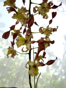 Dendrobium Rambo