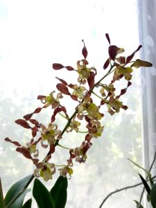 Dendrobium Rambo