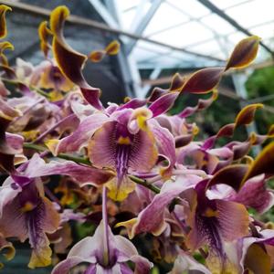 Dendrobium Velvet Las