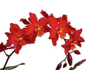 Oncidium Cholita Cuencana