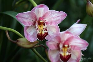 Cymbidium Greek Goddess