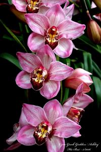 Cymbidium Greek Goddess
