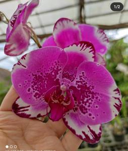 Phalaenopsis OX Red Lion