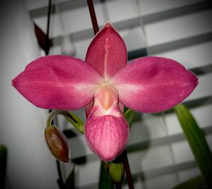 Phragmipedium Glen Decker